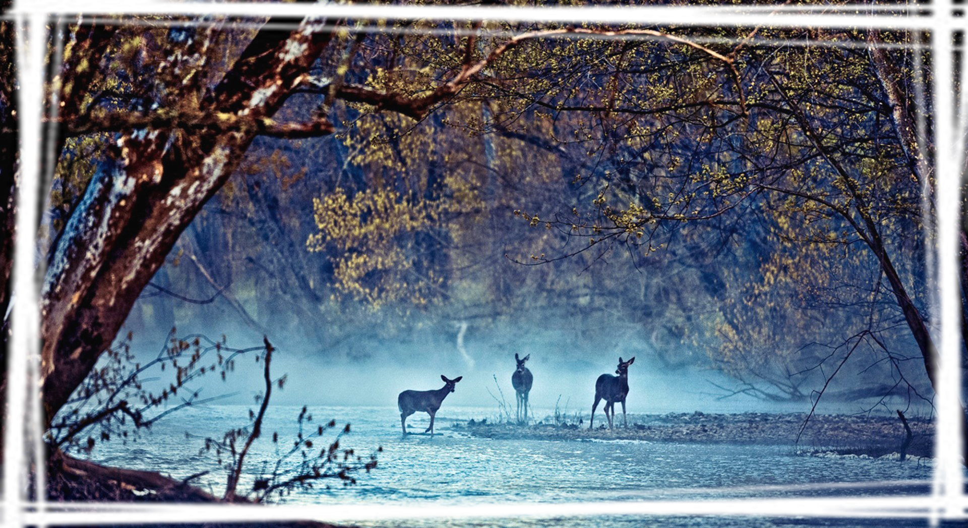 唯美鹿群意境高清宽屏壁纸