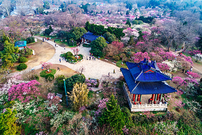 南京梅花山美景,高空俯瞰美不胜收,真想亲自去一趟