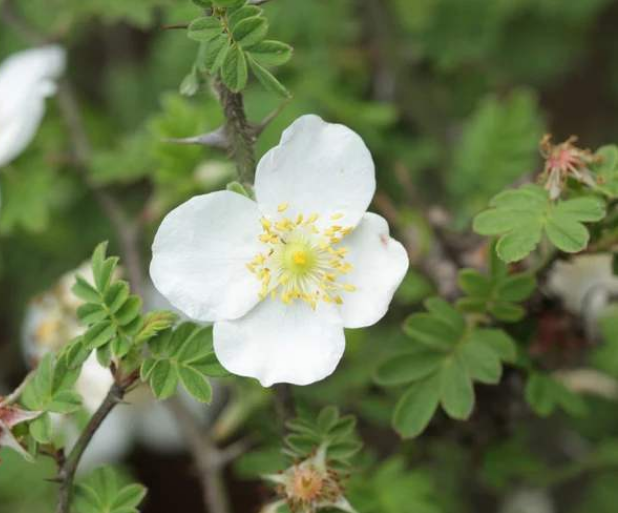 山中有一"野果",名为糖琅果,农民嫌小不愿摘,如今想吃却难买