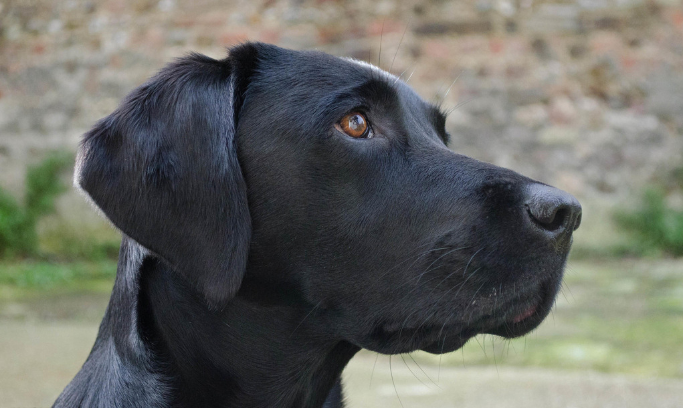 杜宾犬(拉丁学名:canis lupus familiaris;英文名:do