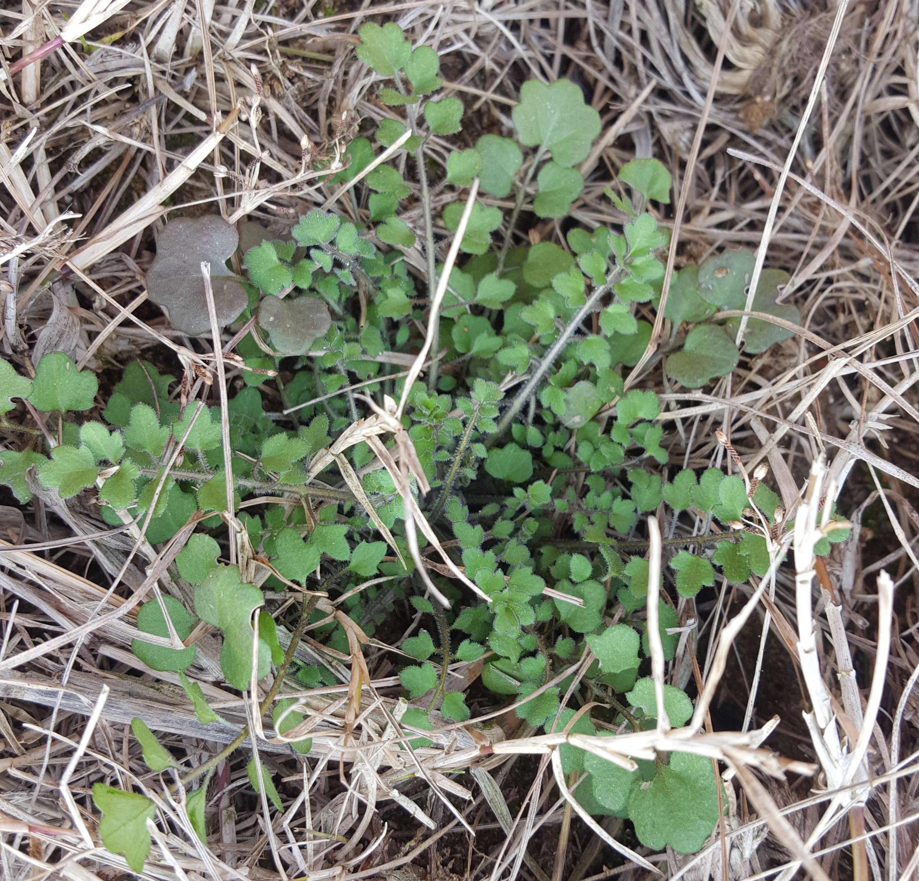 下面几种野菜田边到处是,你们认识吗?