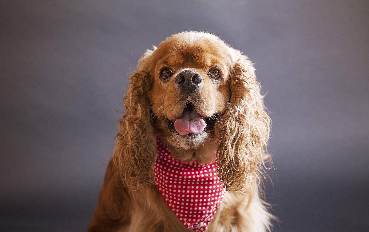 你喜欢耳朵叶片状的美国柯基犬吗?