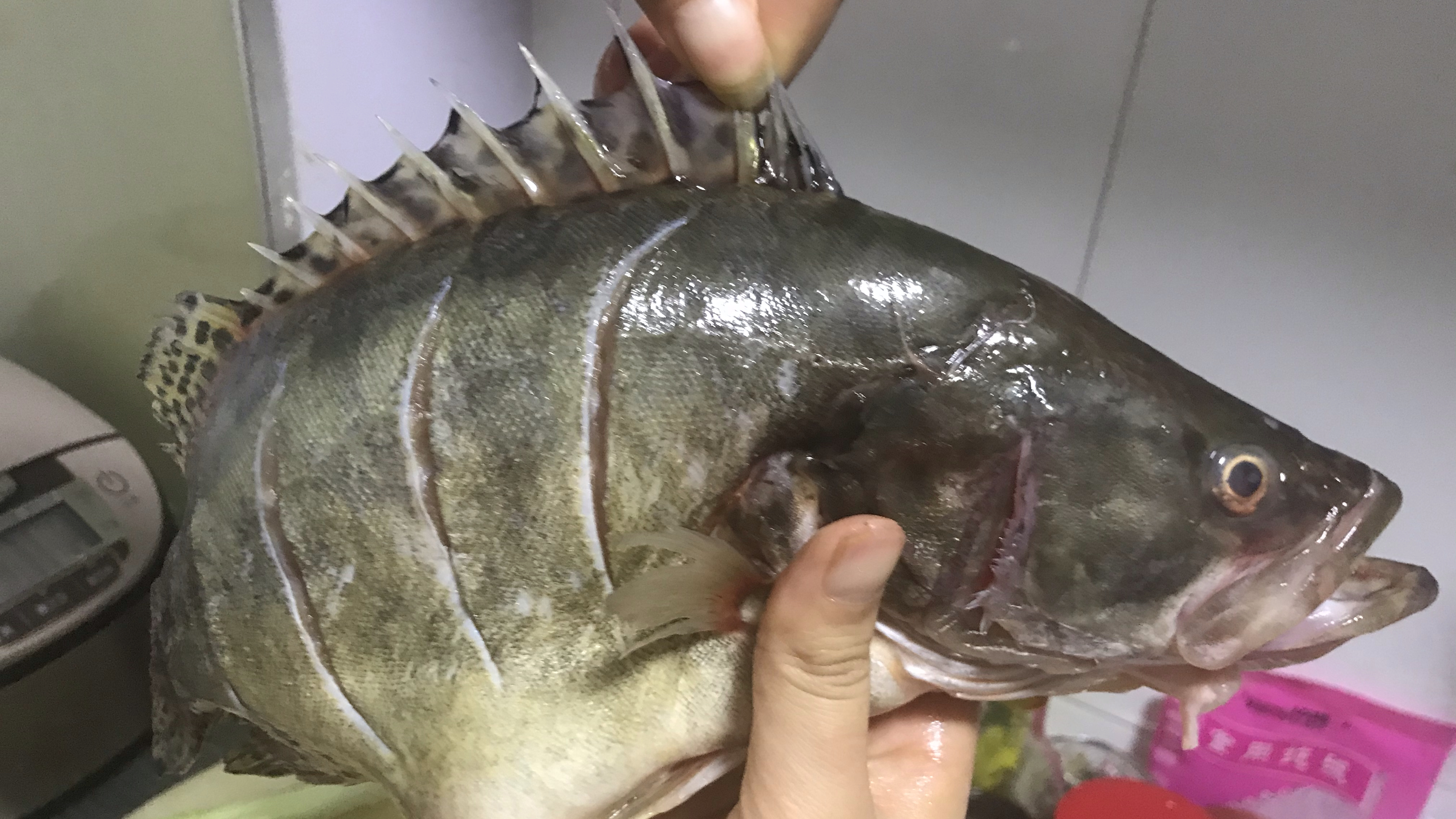 清蒸海桂鱼,第一次做清蒸,没想到清蒸鱼这么好吃,特别鲜香滑嫩