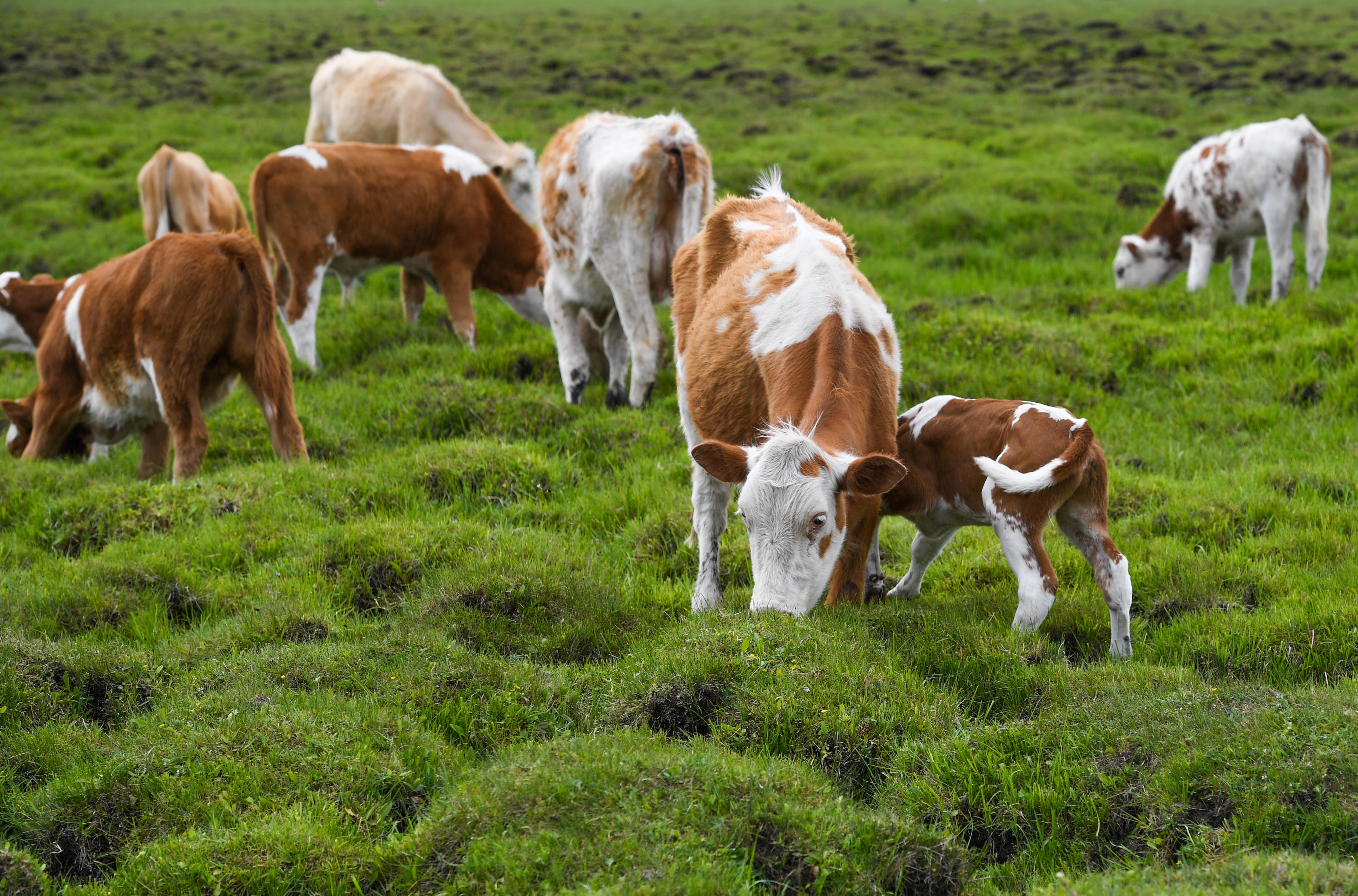 内蒙古草原进入全面返青期(5)