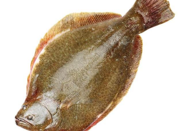 条斑星鲽受精卵和卵胚发育规律