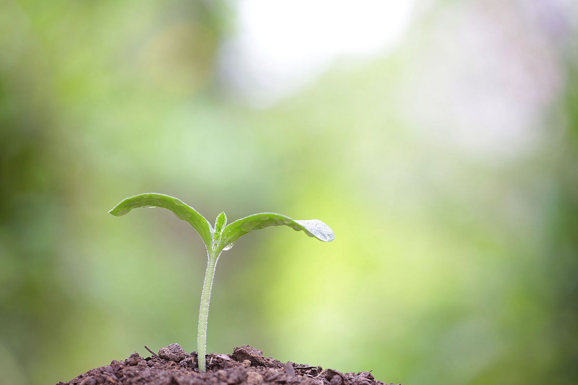 步履轻盈,新叶在指尖舞蹈,#镜头里的春天# 翠绿的嫩芽像婴儿的手掌