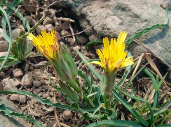 我对罗罗葱的印象比较深,因为当年爸爸让我去采点蒲公英回来,我竟然它