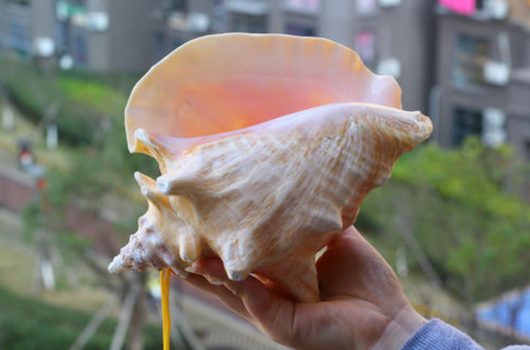 见过长眼睛的海螺吗?这种海螺不仅有眼睛,还能在海里跳着行走!