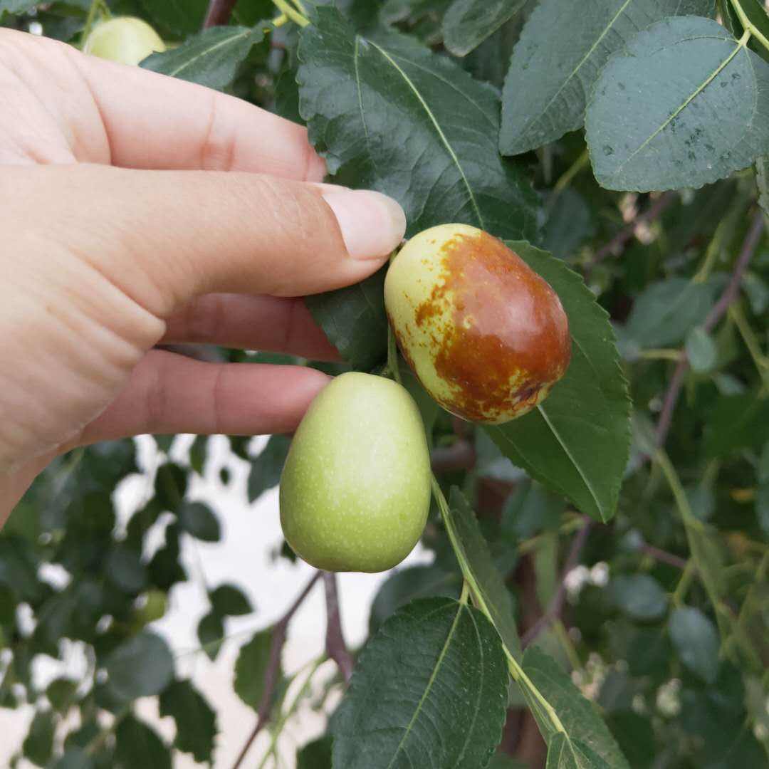 金丝枣 - 热门商品专区