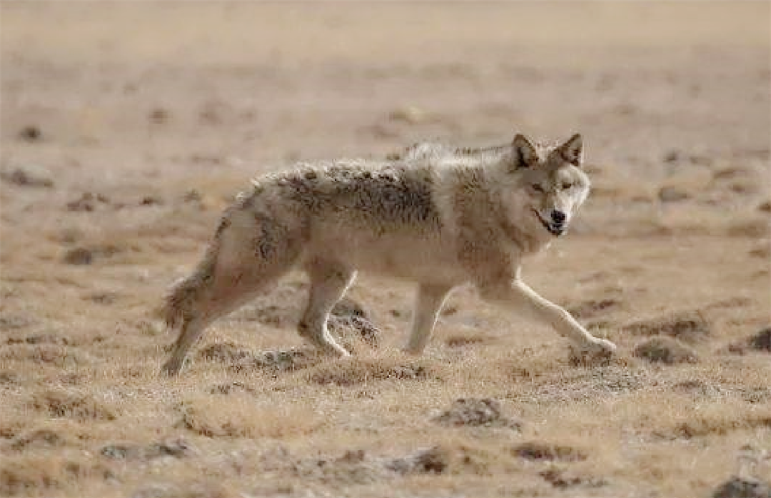羌塘无人区遇到西藏狼,它最害怕火光,遇到火堆就跑得无影无踪