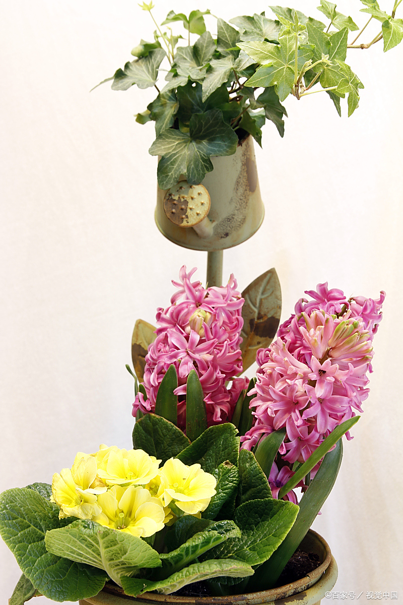 今天就来给大家揭秘最适合放卧室的十种花,让你的卧室瞬间