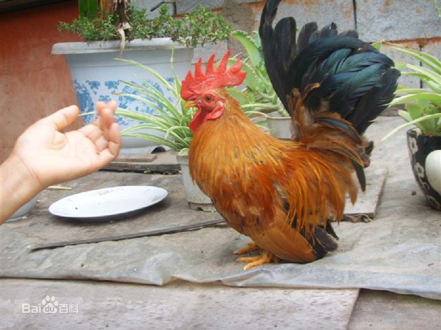 来一组超"鸡"美图,总有你没有见过的