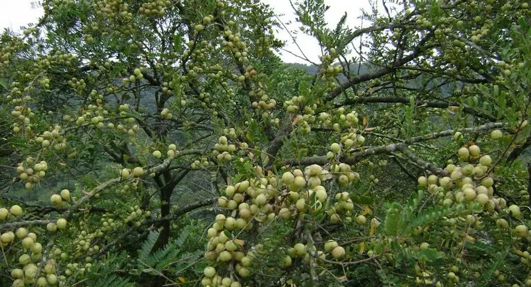 农村山野随处可见的油甘果,竟然是三高克星