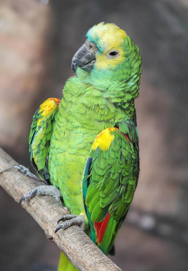 亚马逊鹦鹉生活在亚马逊河流域的中型鹦鹉,它也会迁移,迁移的地点则视