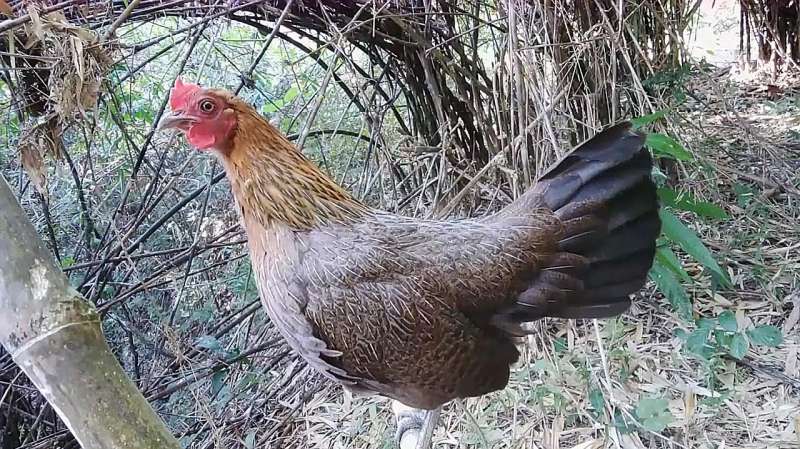 清晰响亮的母原鸡叫声听听和家里养的母鸡有什么不同