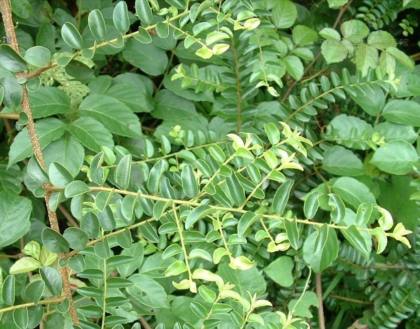 植物小百科:关于当归藤你不得不知道的知识!