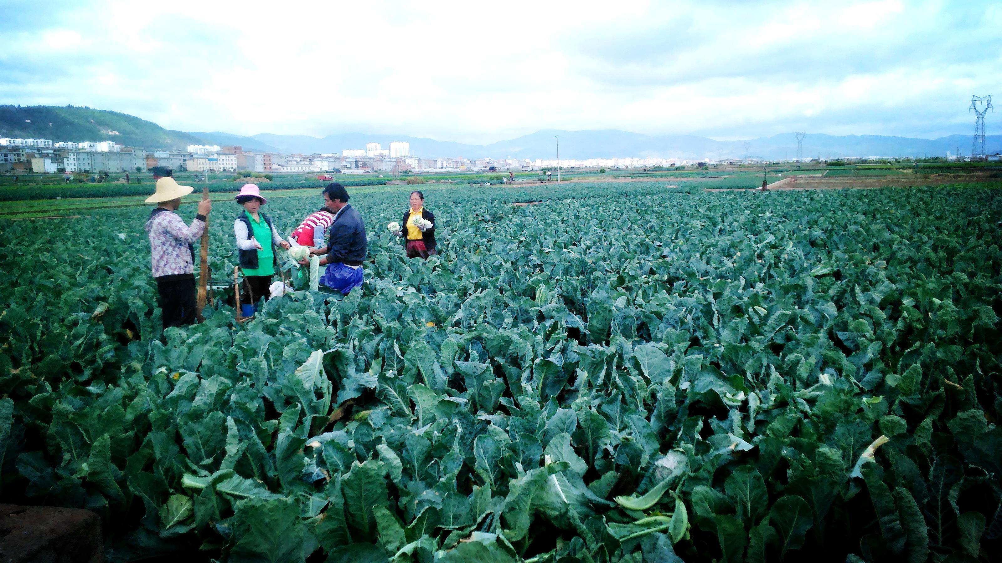 把qq农场搬到现实中来-当地人种地很好看