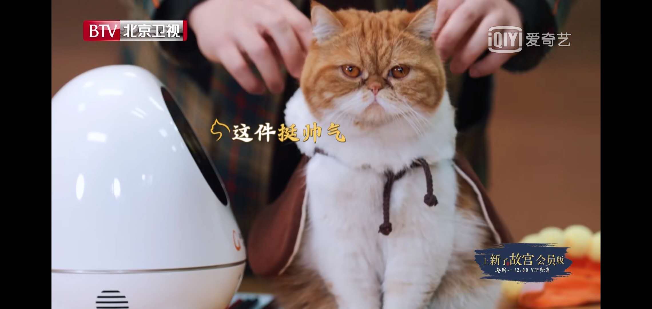 上新了故宫:邓伦为御猫鲁班试战衣,鲁班秒变身,花式"