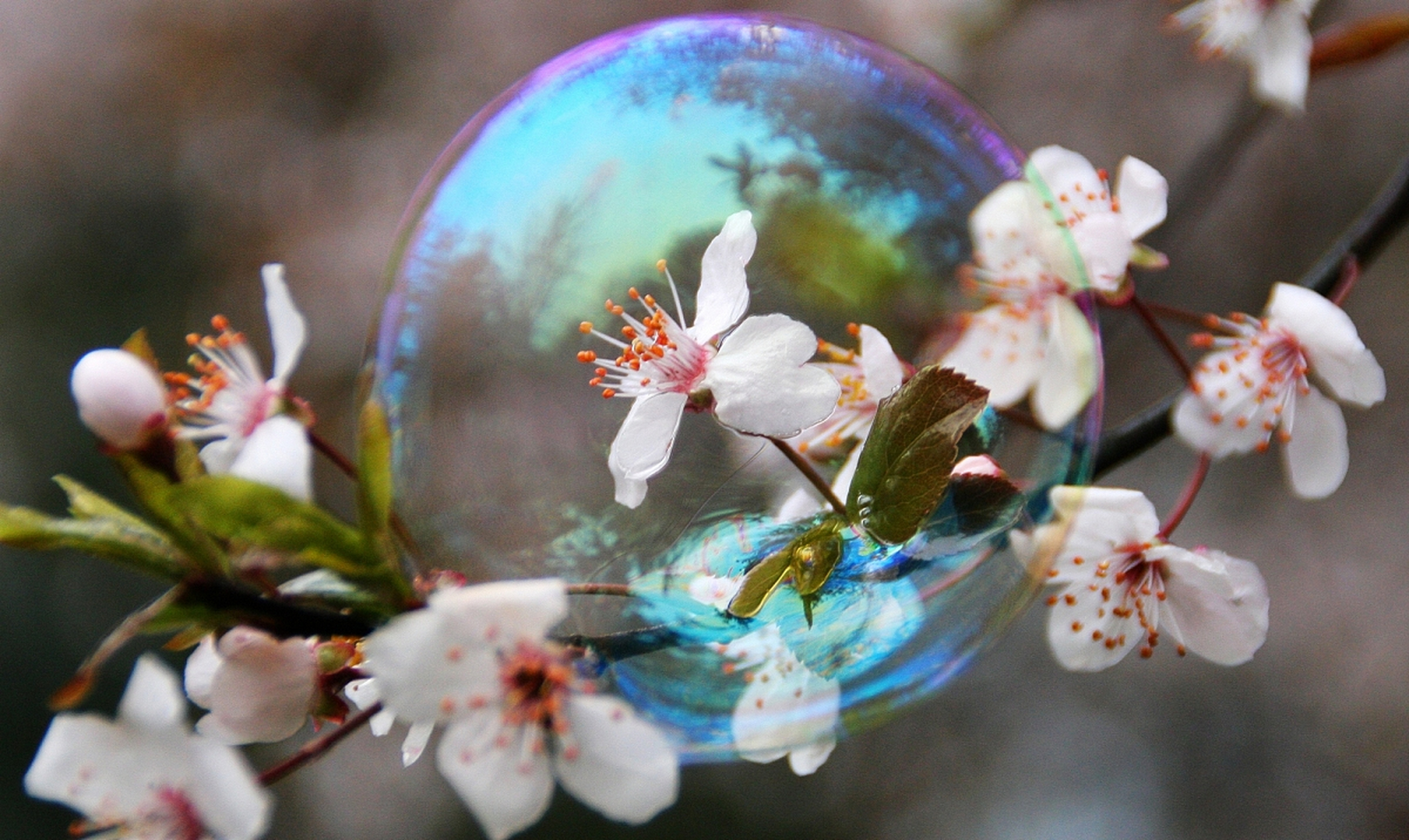 "最长寿"的气泡 五彩斑斓的肥皂泡虽然很漂亮,但由