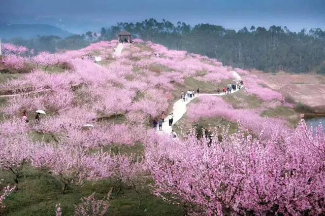 《重慶桃花觀賞地圖》出爐!收藏起慢慢兒走!