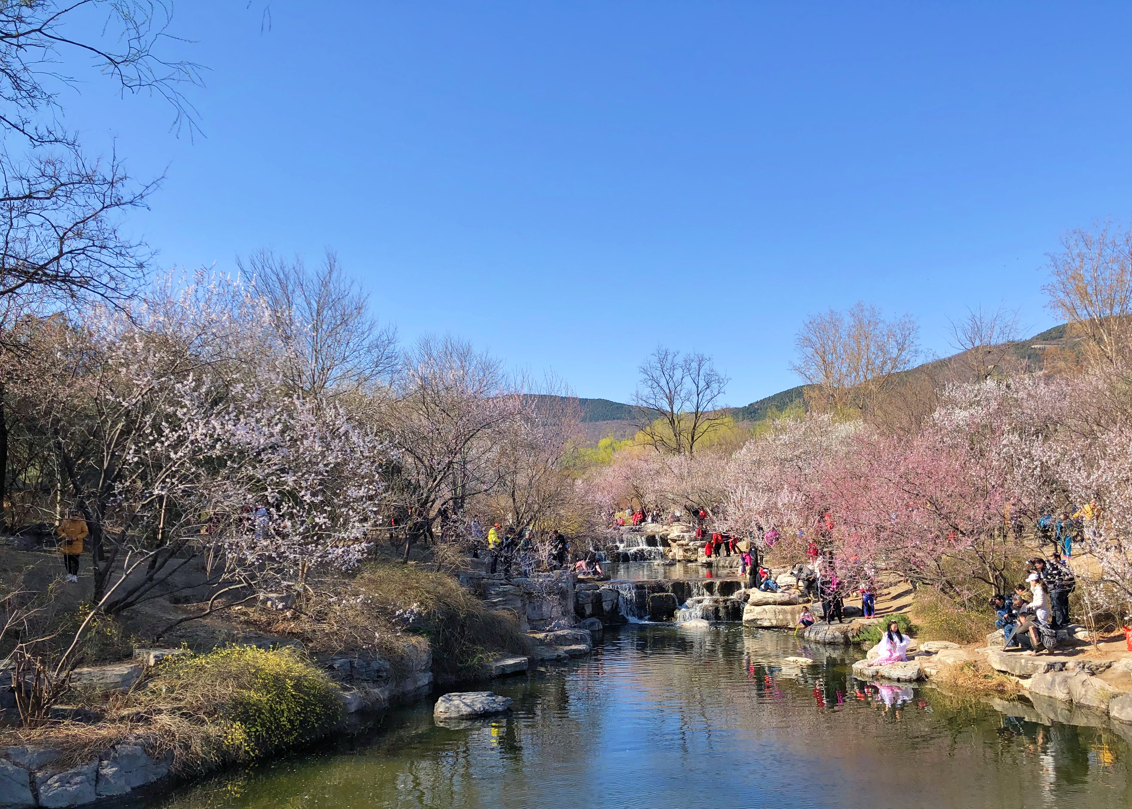 北京植物园举办桃花节:西山景观美如仙境,成为春季郊游的好去处