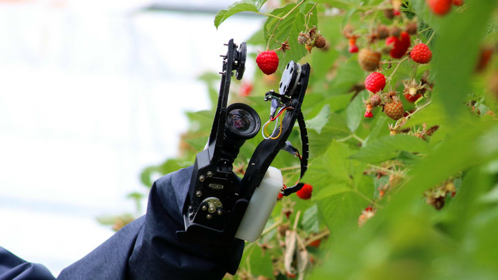 浆果采摘机器人