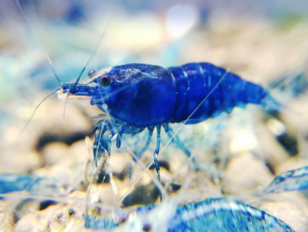 淡蓝色的虾图片