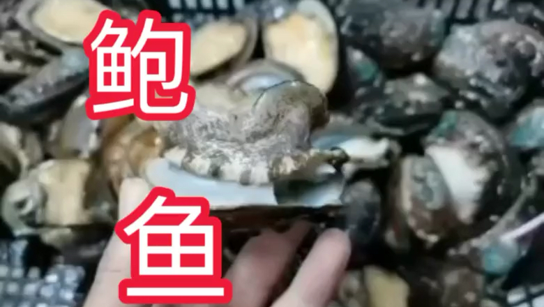 湛江活冻带壳鲍鱼。味道鲜美