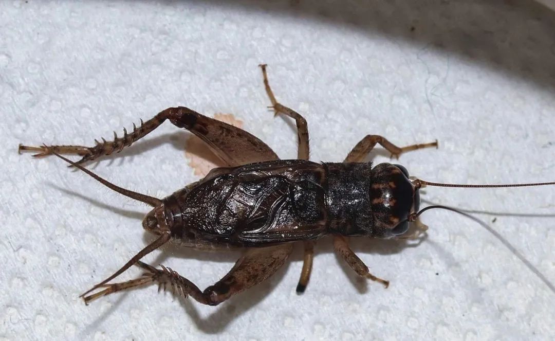 蟋蟀之虎头异尾