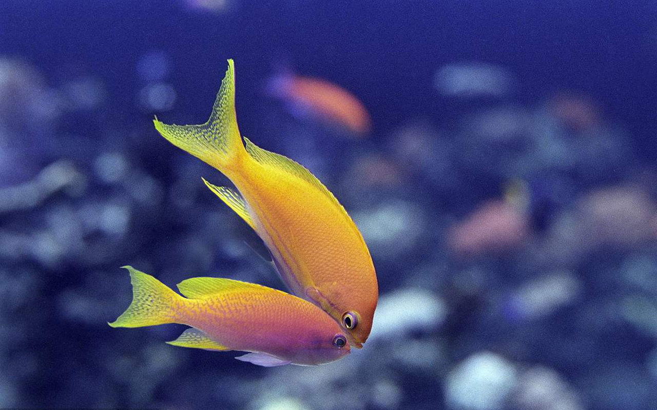 热带观赏鱼 - 热门商品专区