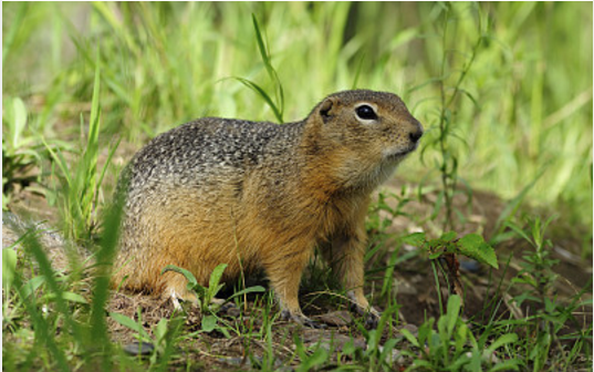 三属七种,短耳沙鼠中国特有种,分布新疆