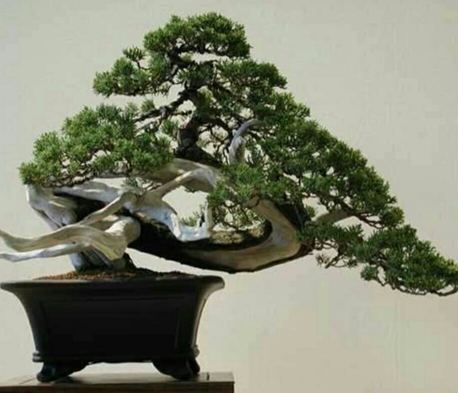 领略一下崖柏盆景的风采