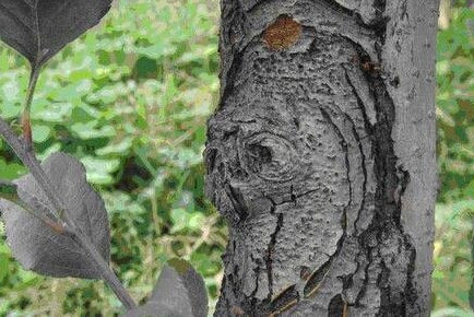 危害苹果树枝干的枝干轮纹病该如何防治?这3个技术能有效防治