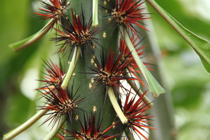 采药云游记:巴山蜀水八卦阵,南阳草药七星针