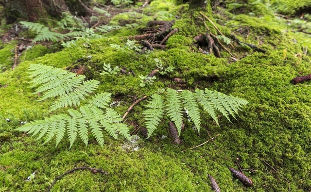 能监测空气污染程度的植物,喜欢长在潮湿阴暗处