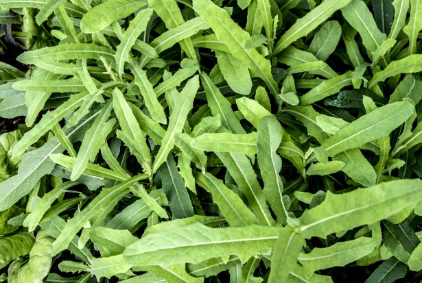 农村常见的"苦麻菜",经常食用,或许会有这5个"收获"!