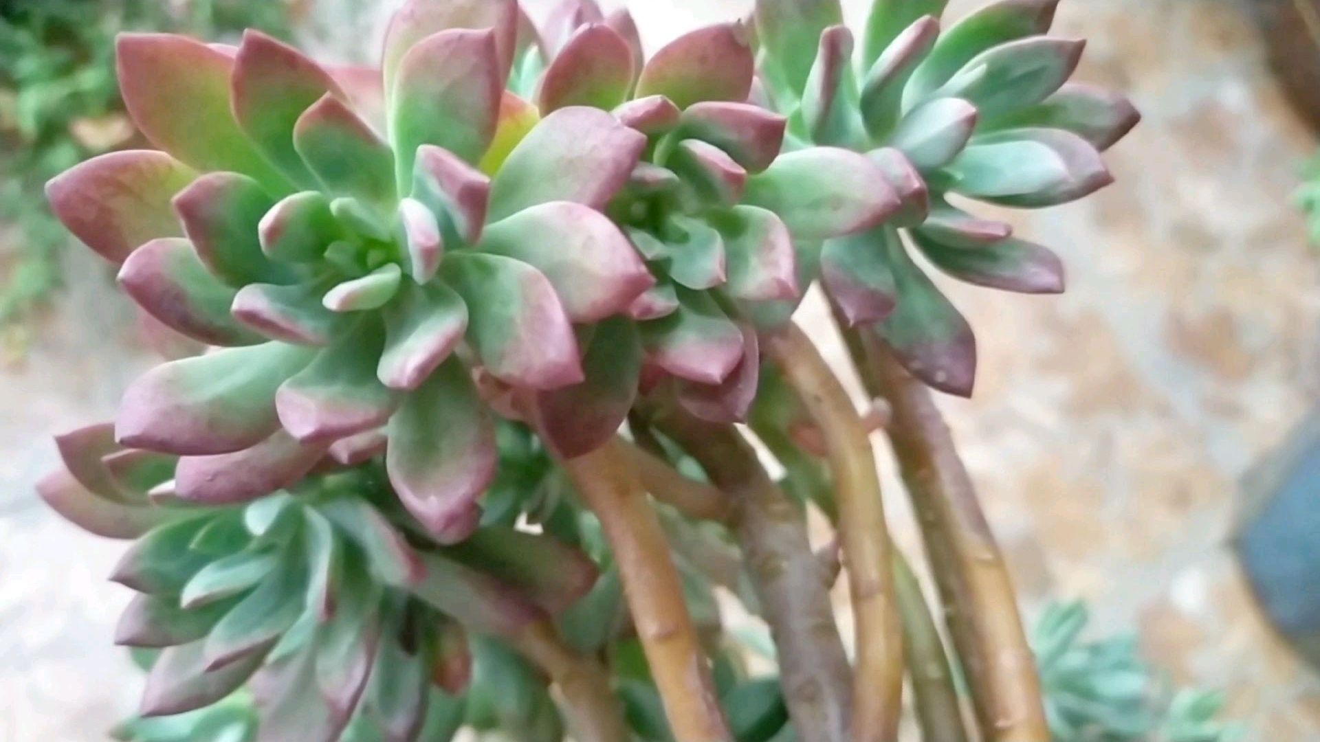 多肉红稚莲老桩颜色很漂亮,养护注意这几点