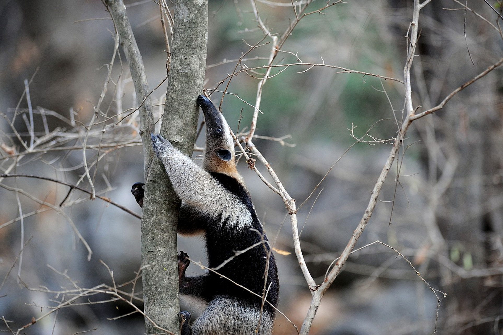 动物趣图# 瞧瞧,食蚁兽这舌头,真长!