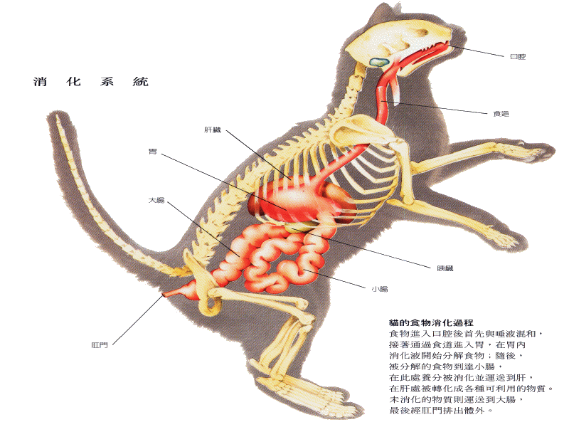 宠物基础