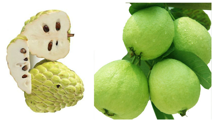芭乐与释迦果这两"兄弟"美味又营养