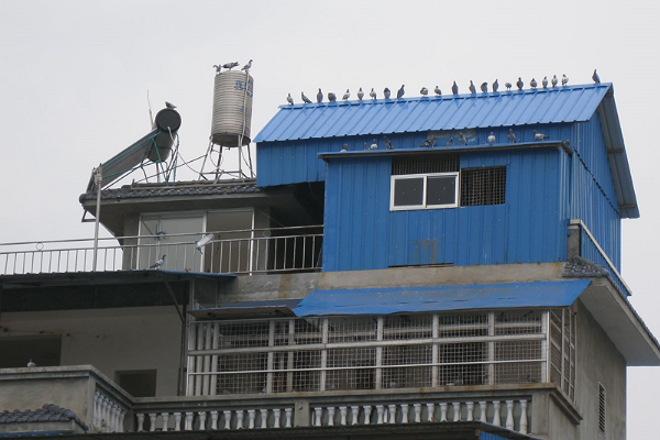 养鸽子设备 - 2020年最新商品信息聚合专区 - 百度爱采购