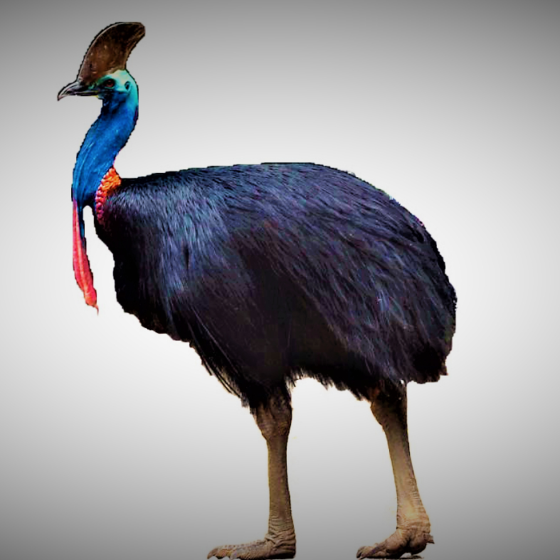 世界十大最危险最凶猛的鸟类