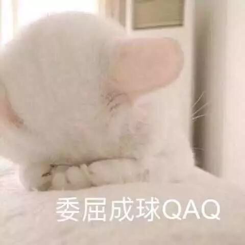 软萌可爱的猫猫表情包