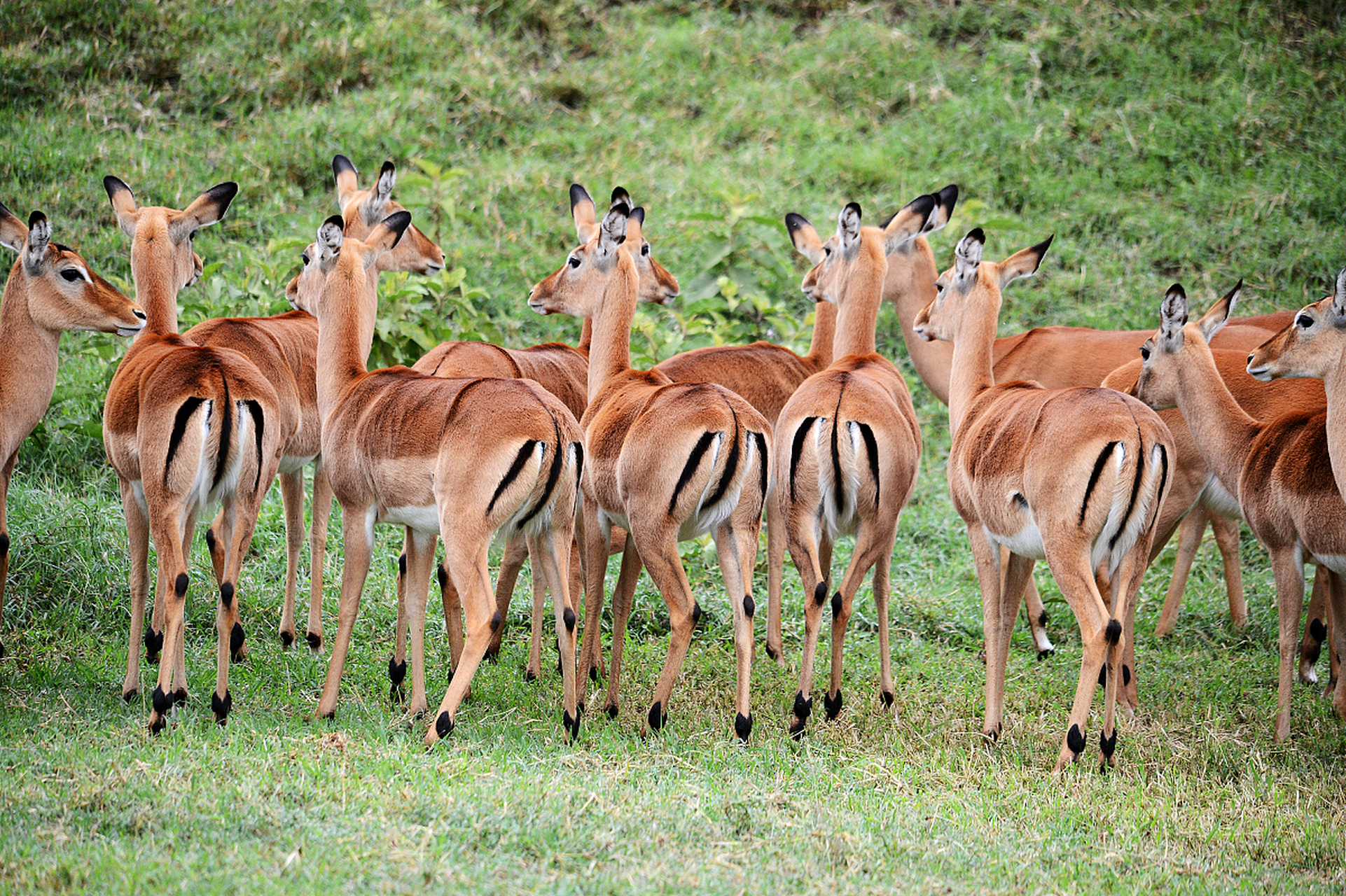 在这片广袤的草原上,生活着一群欢快的羚羊.