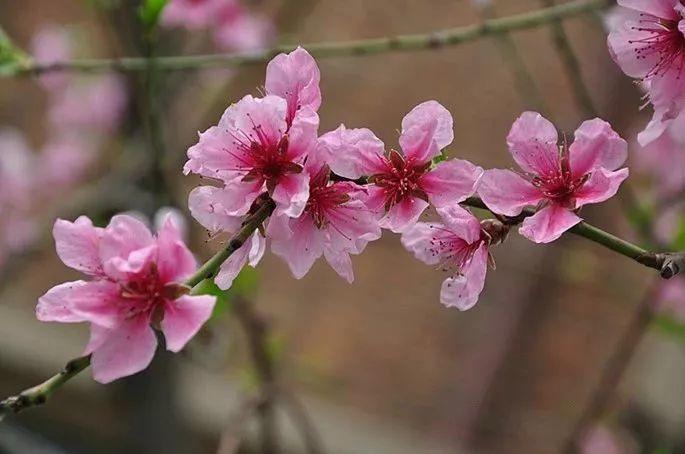 3月出生:桃花"三月桃花粉面羞,3月也叫"桃月,正是暮春时节,桃花