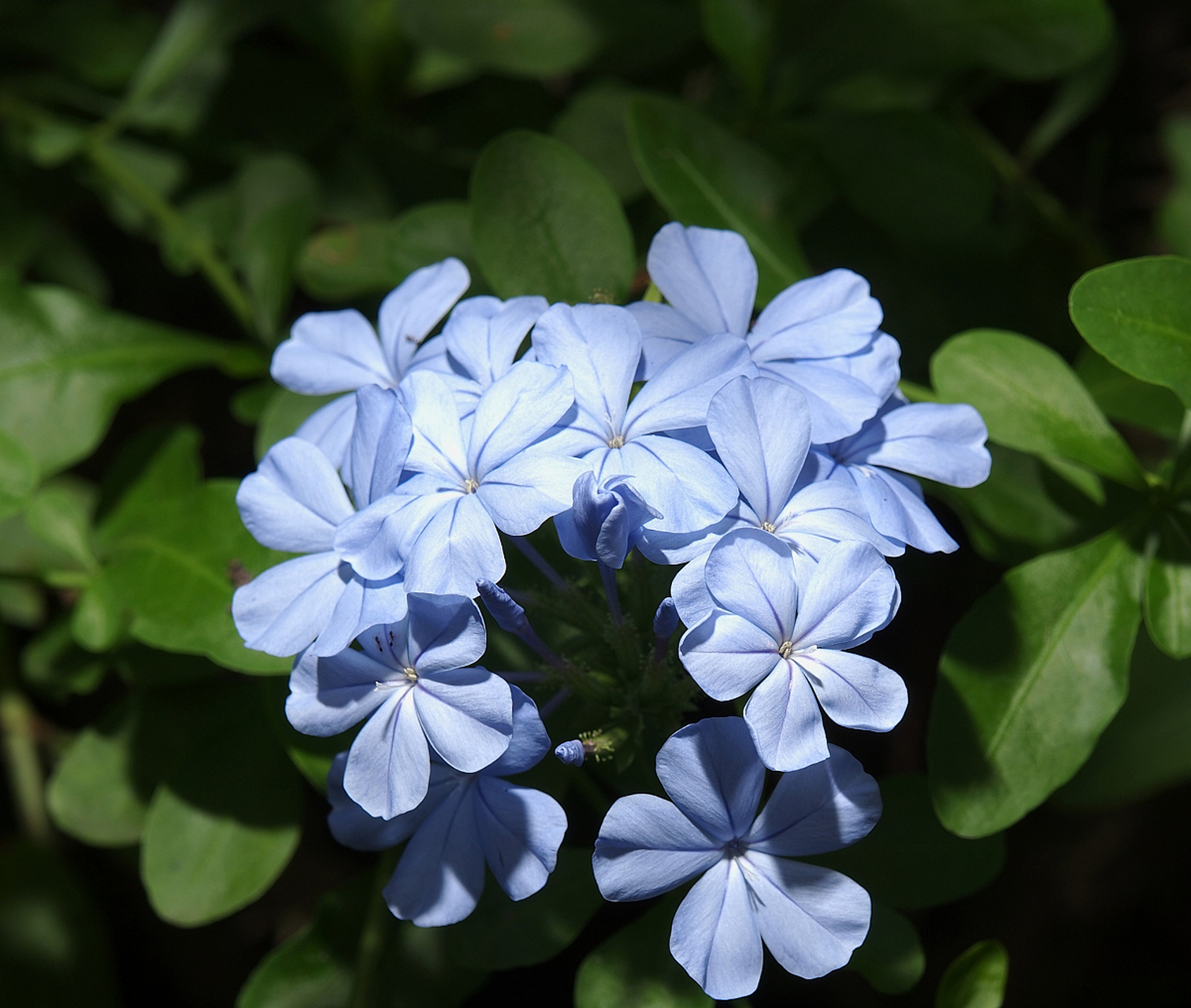 盆景# 养护盆景:冬天要修剪的盆栽之蓝雪花 蓝雪花比较怕冷,湖南夷舷