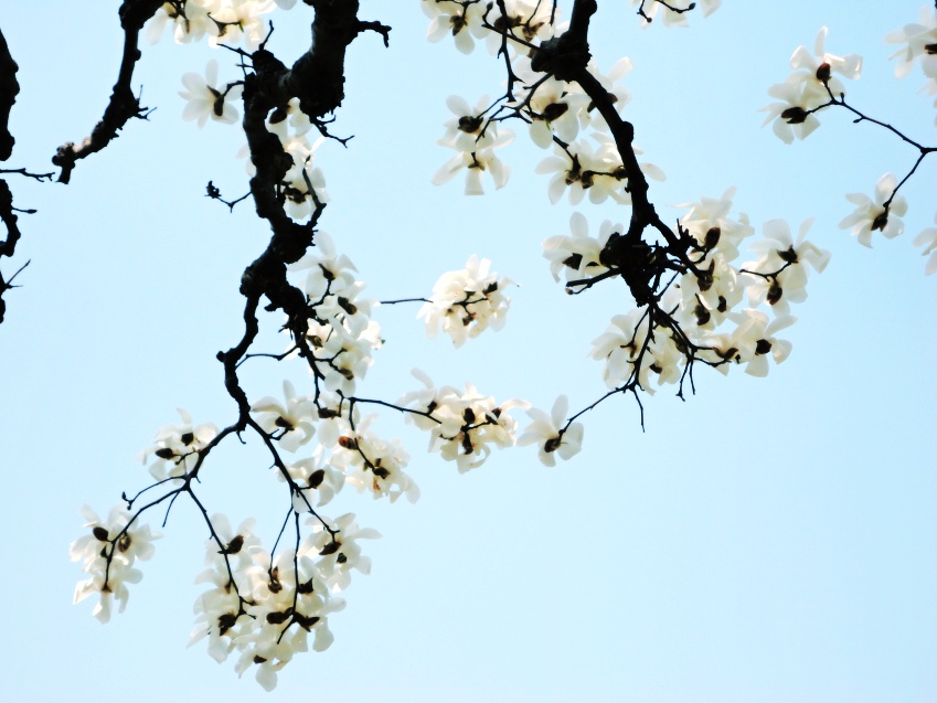 又到春暖花开时之神秘玉兰花古树林