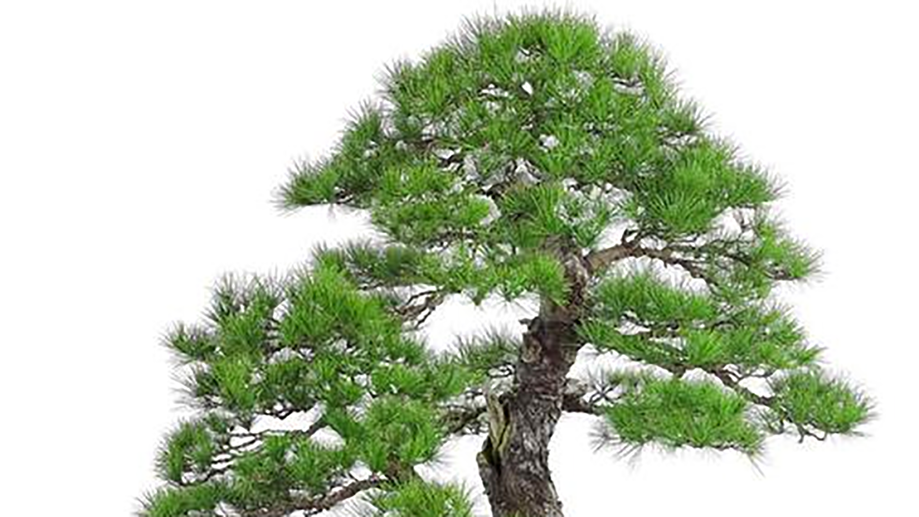 五针松黑松 - 热门商品专区