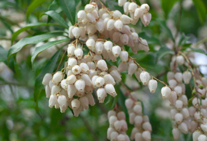 马醉木能让吃了它的小马儿迷醉昏倒,却也能做药材,以毒攻毒?