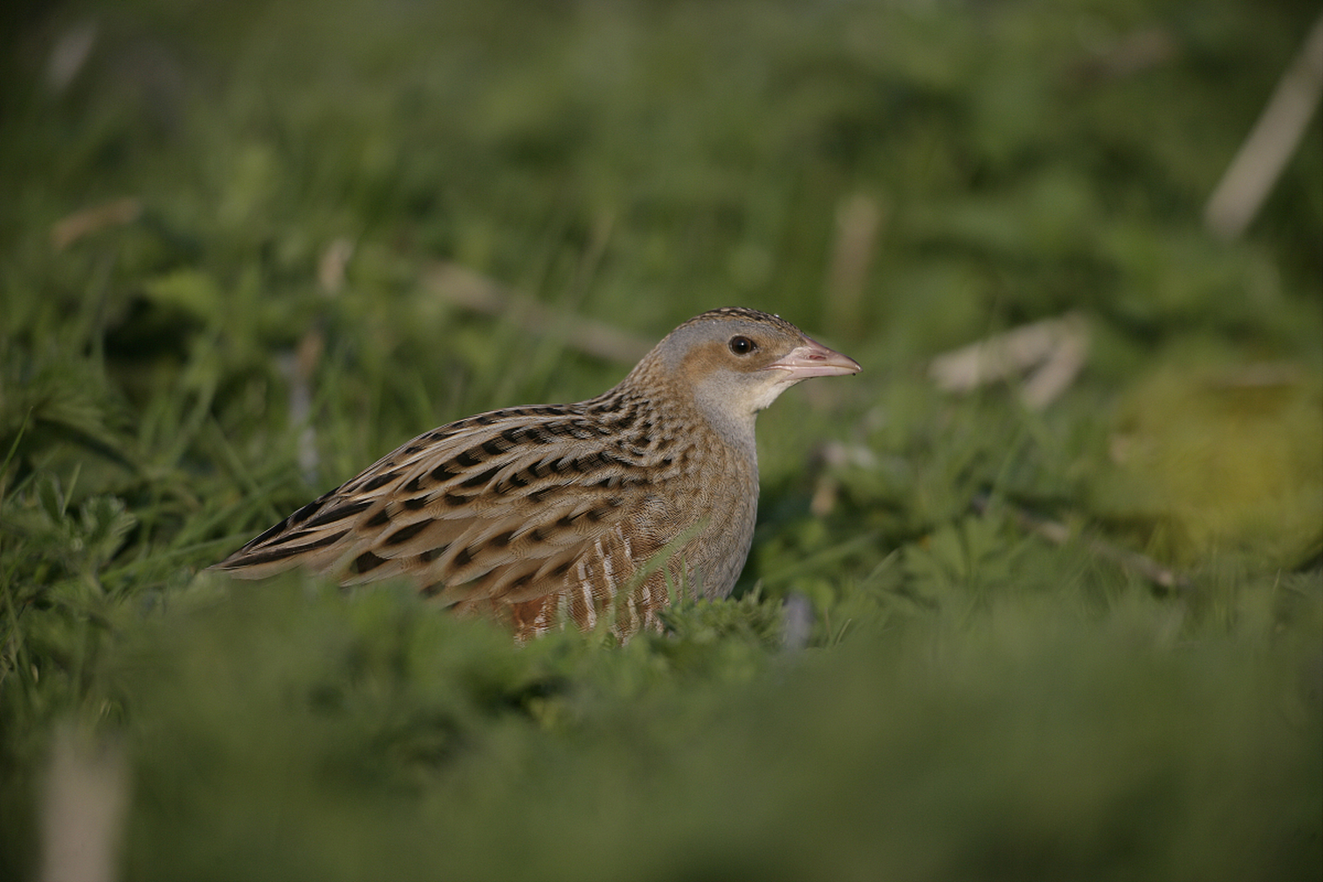 秧鸡在水中和陆地上都能自如行动,它们通常以植物为食,包括种子